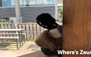 A stuffed animal peeks out from behind a wooden beam outdoors, sporting a hat with "HELLO" written on it. The background features a wooden fence, picnic tables, and a modern building with large windows. Text in the corner reads, "Where's Zeus?" Find him as part of our fun contest rules and regulations!