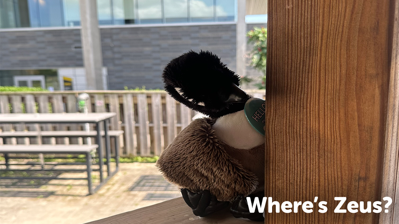 A stuffed animal peeks out from behind a wooden beam outdoors, sporting a hat with "HELLO" written on it. The background features a wooden fence, picnic tables, and a modern building with large windows. Text in the corner reads, "Where's Zeus?" Find him as part of our fun contest rules and regulations!